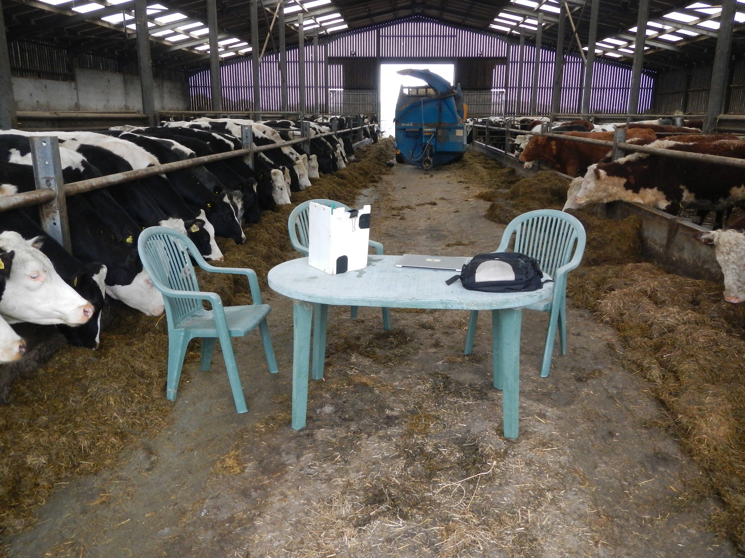 The ‘new normal’ farm office and well-ventilated meeting room.  The challenge is to get the chairs two metres apart, and out of licking range of the inquisitive cows.