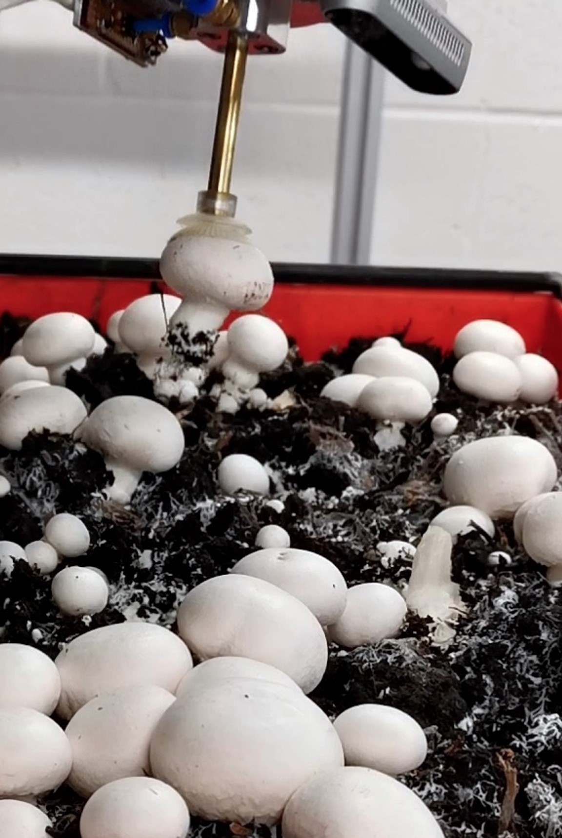 Mushroom harvesting robot is among innovations from new agri-tech partnership