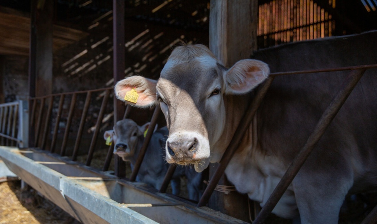 Lunchtime Lecture - Regen Mixed Farming